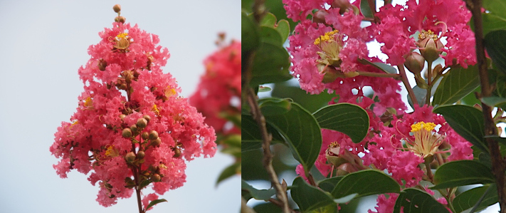 [Two photos spliced together. On the left is a grouping of tiny, pink blooms with a few round globes that have not yet opened. In the background is a blurred branch with green leaves and another pink bunch. On the right is a close view of pink bloomes with yellow-tipped stamen centers embedded in the thick, dark green leaves of the tree. ]